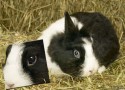 alfonso