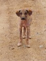 strasenhund-in-istanbul-c-peta