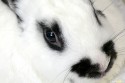 fluffyth260909-103