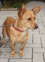 floh_1