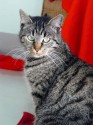 cosma-200617