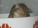rennmause3