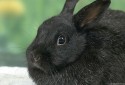 stellath06022010-118