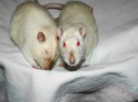 harrison_und_muriel_04