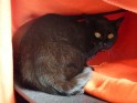 Peppi0 (3)(1)