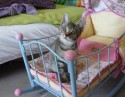 Tigra