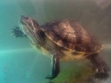 Wasserschildkröten5