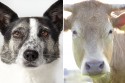 hund-kuh