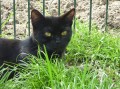 Finn & Findus 09(1)