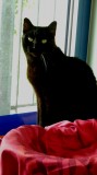 Speedy 00276(1)