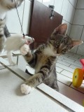 Aurelie´s Annie(1)