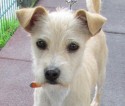 Traumhund für viele - von außen