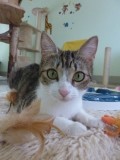 Kisa beige 08(1)