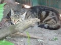 Gina 2007(1)