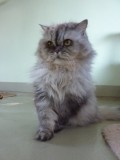 Princess 2007(1)