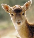 Rehe, zwei, auf Wiese