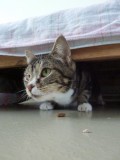 May lila(1)