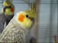 Olli und Agathe1
