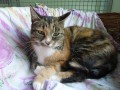 Heike 13