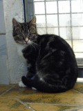 Humphrey(1)