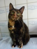 Lilli 271