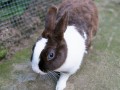 Fluffy1