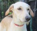 LucyPod_1