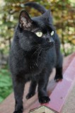 Trixie 26