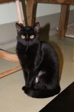 Cleo 2412