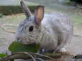 Helene2