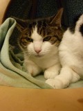 Maya und PEPPI