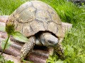 Schildkroete_MG_7870