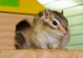 Streifenhörnchen