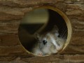 Rennmaus3