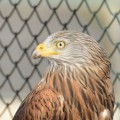 Vogelstation1