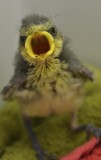 Vogelstation_2