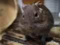 Degus1