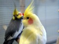 Kasimir und Lucy1