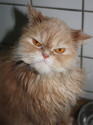 sancho