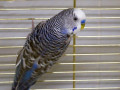 Chico