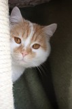 füchsen profil