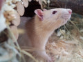 Diego