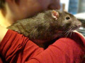Hans1