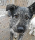 Pincsi2
