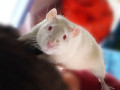 Walter2