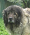 Gironimo_1