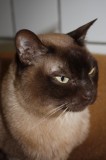 balou profil