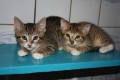Simonas Kitten Sandy, Stan, Shaky, Savanna
