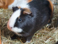 Sue_Ellen