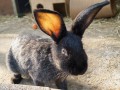 Hasi
